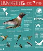 Image result for Bird Eating Spider Facts