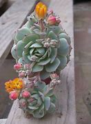 Image result for Painted Lady Cactus