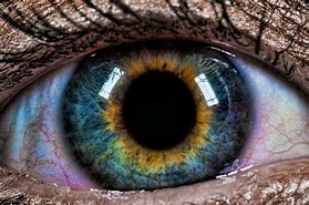 Image result for Blue Green Eye Color