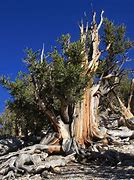 Image result for 4000 Year Old Tree