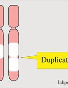 Image result for Chromosome Duplication