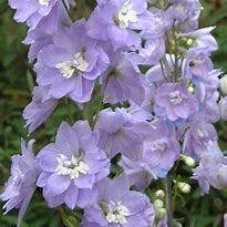Image result for Delphinium Camelliard (Pacific-Giant-Group)
