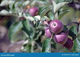 Image result for Dark Purple Apple
