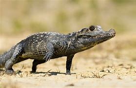 Image result for African Dwarf Crocodile
