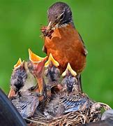 Image result for Baby Bird Nest