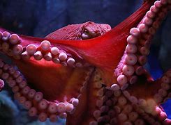 Image result for Giant Pacific Octopus Beak