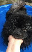 Image result for Pomeranian Boo Black