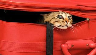 Image result for Traveling with Cat in Car