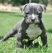 Image result for Blue Pit Bull Dogs