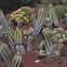 Image result for Saguaro Cactus Landscape