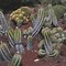Image result for Cactus Tree