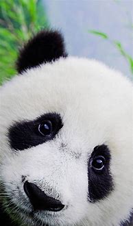 Image result for Cute Panda Wallpaper Android