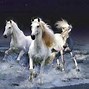Image result for Pretty Shire Horse