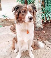 Image result for Sable Border Collie
