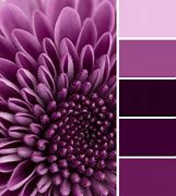 Image result for Monochromatic Color Palette