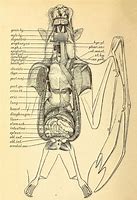 Image result for Bat Anatomy Compated to Human