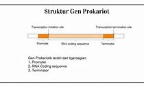 Image result for Struktur Gen Prokariotik