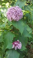Image result for Clerodendrum bungei