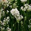 Image result for Lavandula angustifolia Loddon Pink