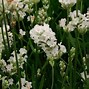 Image result for Lavandula angustifolia Loddon Pink