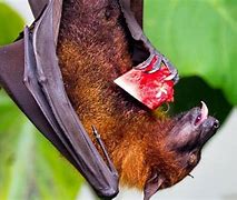Image result for Pygmy Fruit Bat