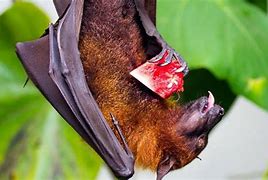 Image result for bats animals diets