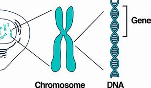 Image result for Difference Between DNA Chromosomes and Genes