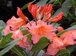 Image result for Rhododendron Tortoiseshell orange(oranje