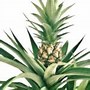 Image result for Ornamental Pineapple