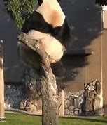 Image result for Clumsy Panda