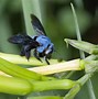 Image result for What Are Black Bees