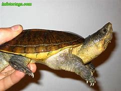 Image result for Staurotypus salvinii