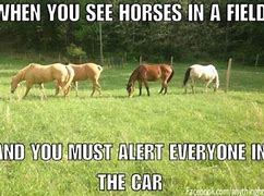 Image result for Relatable Horse Memes