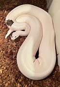Image result for Pied Fancy Ball Python