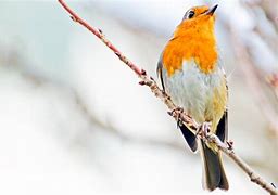 Image result for Pure Cyan Bird