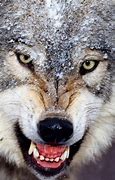 Image result for Wolf Live Wallpaper 3D
