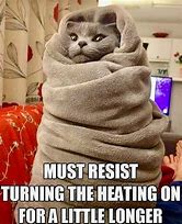 Image result for Funny Cat Memes Clean