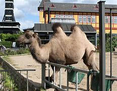 Image result for Sweden Zoo Incident