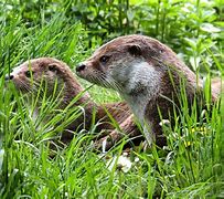 Image result for Otter Recipies