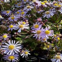 Aster ageratoides Asran に対する画像結果