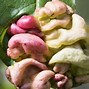 Image result for Stopping Peach Leaf Curl