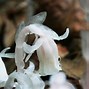 Image result for Weird Scary Flowers