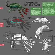 Image result for Isopod Anatomy