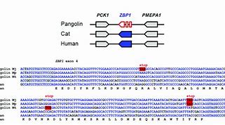 Image result for Pangolin Protein Sequence