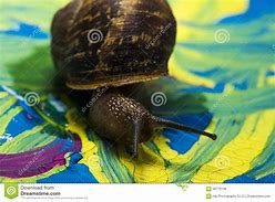 Image result for Snail Patin
