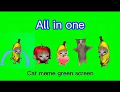 Image result for Amazing Cat Meme