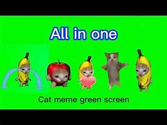 Image result for Rescue Adopted Cat Meme