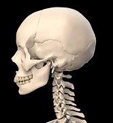 Image result for 3D Printed Human Skull