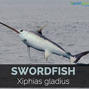 Image result for Facts About Swordfish
