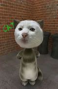 Image result for Serious Cat Meme